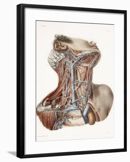 Neck Anatomy, 19th Century Artwork-Science Photo Library-Framed Photographic Print