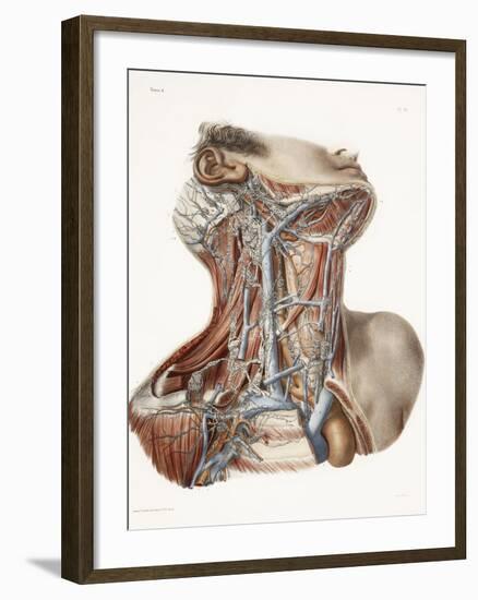 Neck Anatomy, 19th Century Artwork-Science Photo Library-Framed Photographic Print