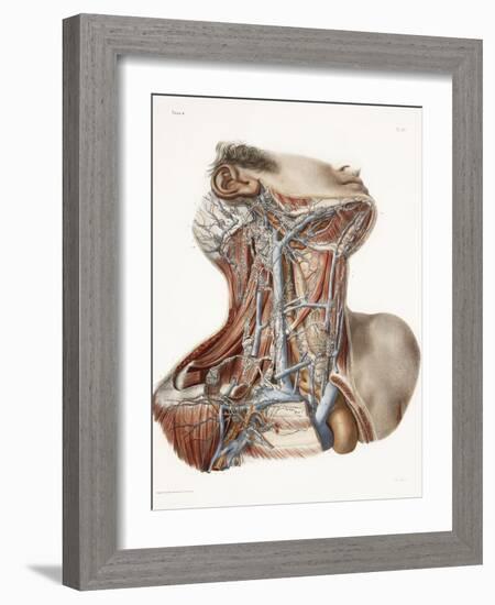 Neck Anatomy, 19th Century Artwork-Science Photo Library-Framed Photographic Print