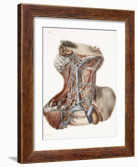 Neck Anatomy, 19th Century Artwork-Science Photo Library-Framed Photographic Print