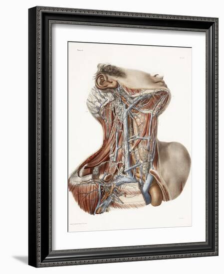 Neck Anatomy, 19th Century Artwork-Science Photo Library-Framed Photographic Print