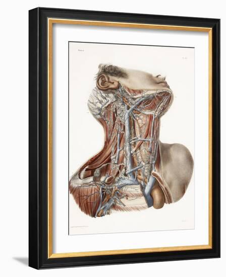 Neck Anatomy, 19th Century Artwork-Science Photo Library-Framed Photographic Print