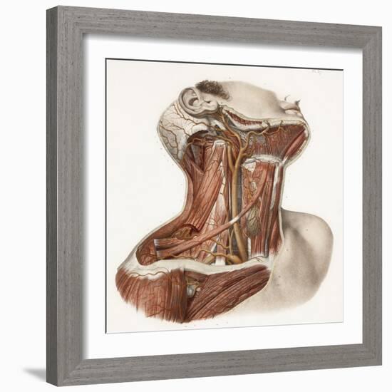 Neck Vascular Anatomy, Historical Artwork-Science Photo Library-Framed Premium Photographic Print