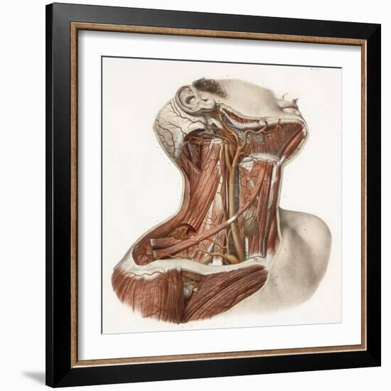 Neck Vascular Anatomy, Historical Artwork-Science Photo Library-Framed Premium Photographic Print