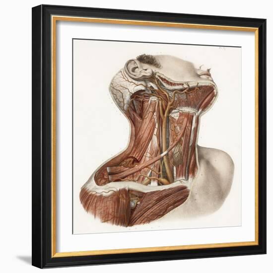 Neck Vascular Anatomy, Historical Artwork-Science Photo Library-Framed Premium Photographic Print