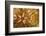 Necklace seastar (Fromia monilis) on Sea cucumber (Bohadaschia argus) Yap, Micronesia-David Fleetham-Framed Photographic Print