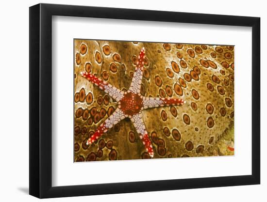 Necklace seastar (Fromia monilis) on Sea cucumber (Bohadaschia argus) Yap, Micronesia-David Fleetham-Framed Photographic Print