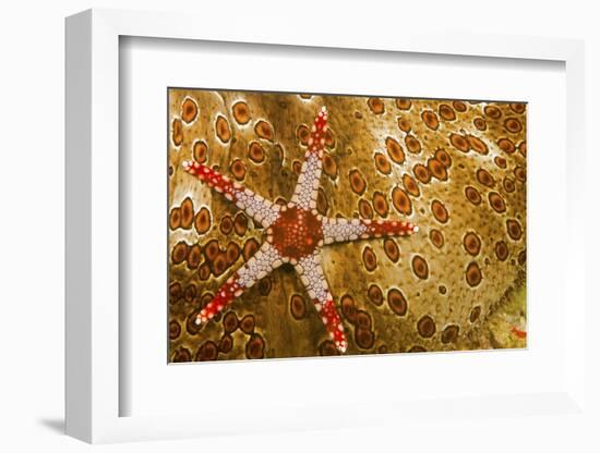 Necklace seastar (Fromia monilis) on Sea cucumber (Bohadaschia argus) Yap, Micronesia-David Fleetham-Framed Photographic Print