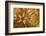 Necklace seastar (Fromia monilis) on Sea cucumber (Bohadaschia argus) Yap, Micronesia-David Fleetham-Framed Photographic Print