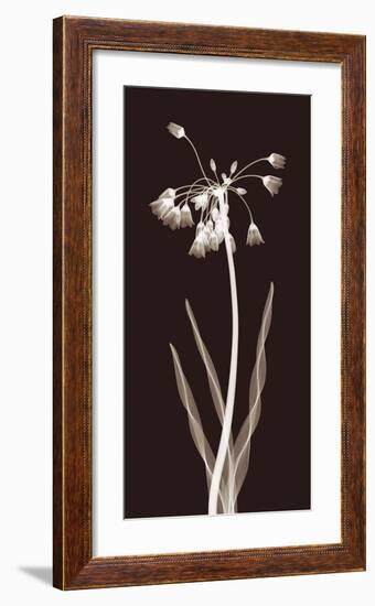 Nectar Twist-Jim Wehtje-Framed Giclee Print