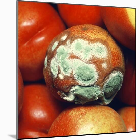 Nectarine Covered In Fungal Growth-Dr. Jeremy Burgess-Mounted Premium Photographic Print