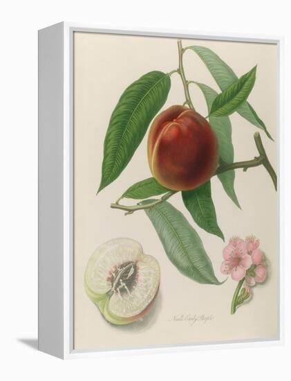 Nectarine: Neals Early Purple-William Hooker-Framed Premier Image Canvas