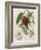 Nectarine: Neals Early Purple-William Hooker-Framed Giclee Print