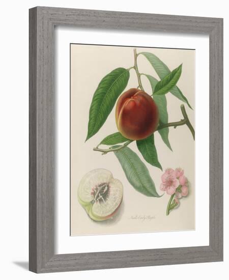 Nectarine: Neals Early Purple-William Hooker-Framed Giclee Print