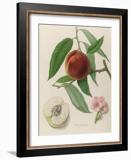 Nectarine: Neals Early Purple-William Hooker-Framed Giclee Print