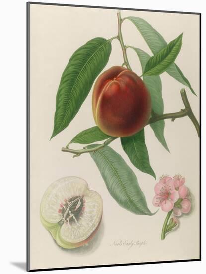 Nectarine: Neals Early Purple-William Hooker-Mounted Giclee Print