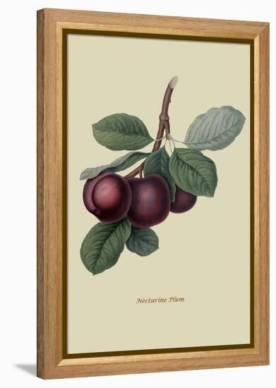 Nectarine Plum-William Hooker-Framed Stretched Canvas