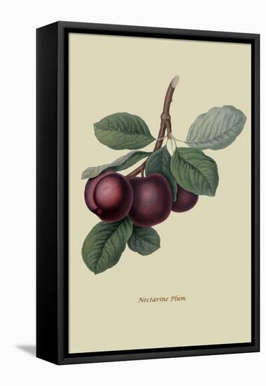 Nectarine Plum-William Hooker-Framed Stretched Canvas