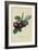 Nectarine Plum-William Hooker-Framed Art Print