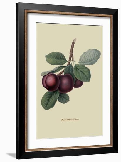 Nectarine Plum-William Hooker-Framed Art Print