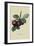 Nectarine Plum-William Hooker-Framed Art Print