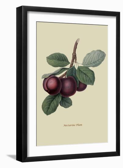 Nectarine Plum-William Hooker-Framed Art Print