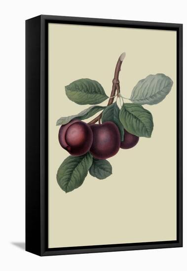 Nectarine Plum-William Hooker-Framed Stretched Canvas