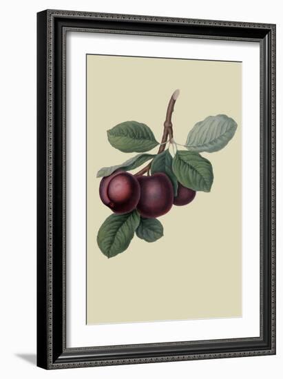 Nectarine Plum-William Hooker-Framed Art Print