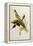 Nectarinia Gouldae from 'Tropical Birds'-John Gould-Framed Premier Image Canvas