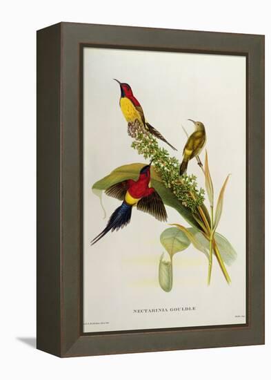 Nectarinia Gouldae from 'Tropical Birds'-John Gould-Framed Premier Image Canvas