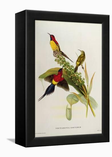 Nectarinia Gouldae from 'Tropical Birds'-John Gould-Framed Premier Image Canvas