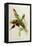 Nectarinia Gouldae from 'Tropical Birds'-John Gould-Framed Premier Image Canvas