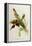 Nectarinia Gouldae from 'Tropical Birds'-John Gould-Framed Premier Image Canvas