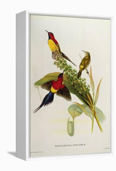 Nectarinia Gouldae from 'Tropical Birds'-John Gould-Framed Premier Image Canvas