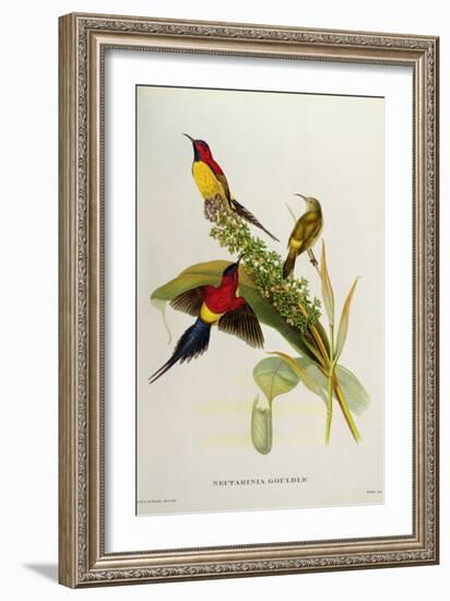 Nectarinia Gouldae from 'Tropical Birds'-John Gould-Framed Giclee Print