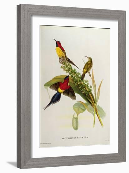 Nectarinia Gouldae from 'Tropical Birds'-John Gould-Framed Giclee Print