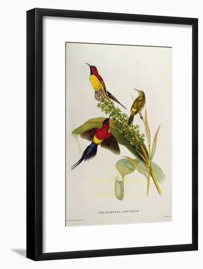 Nectarinia Gouldae from 'Tropical Birds'-John Gould-Framed Giclee Print