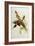 Nectarinia Gouldae from 'Tropical Birds'-John Gould-Framed Giclee Print