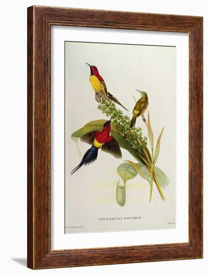 Nectarinia Gouldae from 'Tropical Birds'-John Gould-Framed Giclee Print