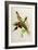 Nectarinia Gouldae from 'Tropical Birds'-John Gould-Framed Giclee Print