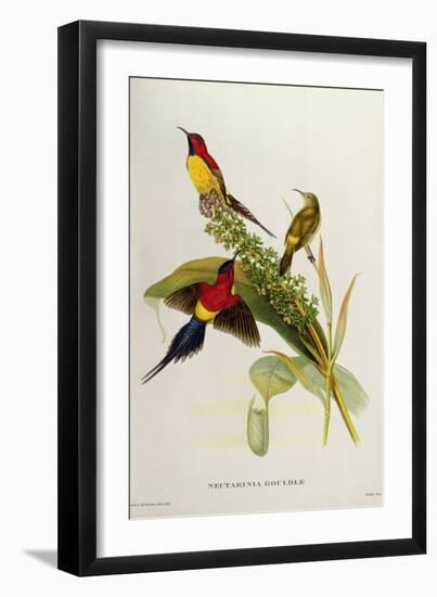 Nectarinia Gouldae from 'Tropical Birds'-John Gould-Framed Giclee Print