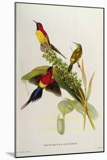 Nectarinia Gouldae from 'Tropical Birds'-John Gould-Mounted Giclee Print