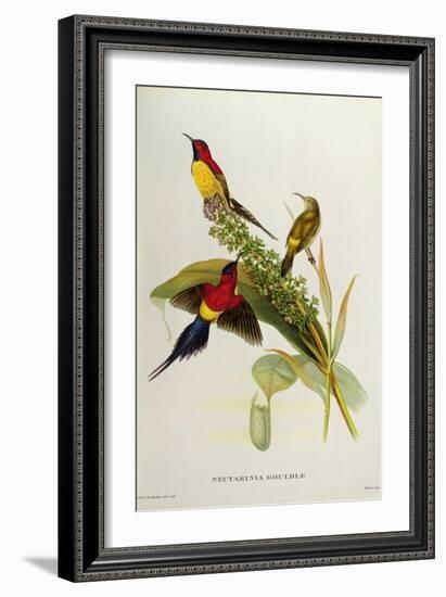 Nectarinia Gouldae from 'Tropical Birds'-John Gould-Framed Giclee Print