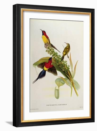 Nectarinia Gouldae from 'Tropical Birds'-John Gould-Framed Giclee Print