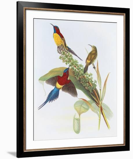 Nectarinia Gouldiae-Aaron Ashley-Framed Art Print