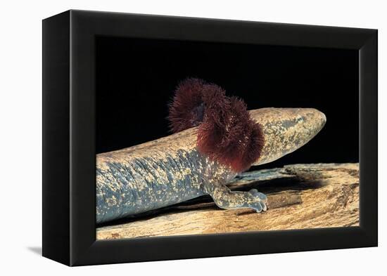 Necturus Maculosus (Common Mudpuppy)-Paul Starosta-Framed Premier Image Canvas