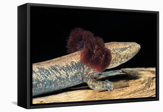 Necturus Maculosus (Common Mudpuppy)-Paul Starosta-Framed Premier Image Canvas