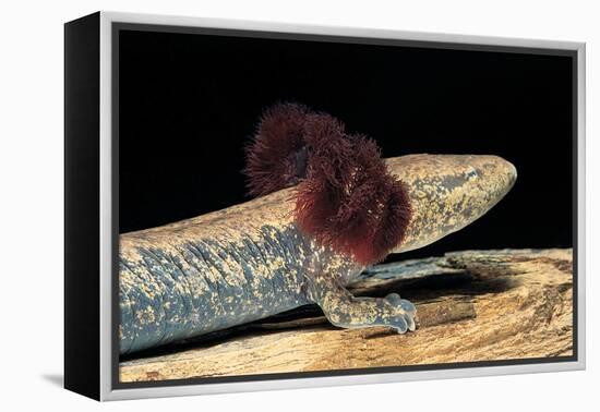 Necturus Maculosus (Common Mudpuppy)-Paul Starosta-Framed Premier Image Canvas
