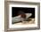 Necturus Maculosus (Common Mudpuppy)-Paul Starosta-Framed Photographic Print