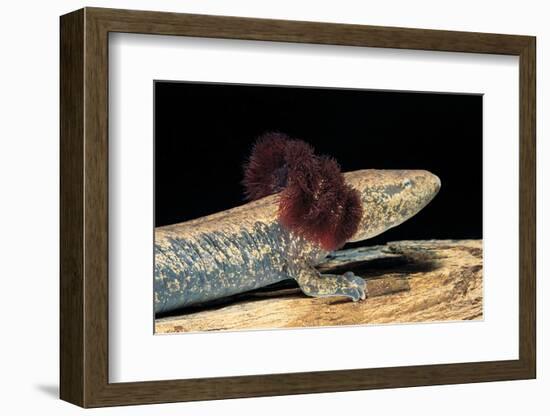 Necturus Maculosus (Common Mudpuppy)-Paul Starosta-Framed Photographic Print